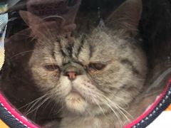 -瑞派动物医院·猫专科·至诚(江南中分院)