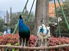 -太湖龙之梦
