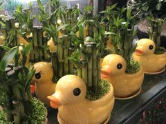 -金科花卉市场