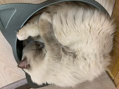 -猫和宫(六道口店)