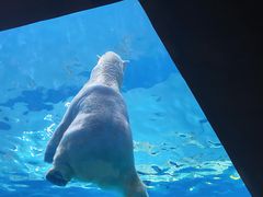 -珠海长隆海洋王国