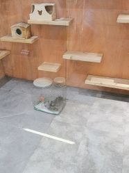 -神奇动物撸宠馆·羊驼·小浣熊·异宠(豫园店)