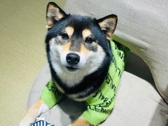 -逗柴咖啡屋·狗咖猫咖宠物桌游