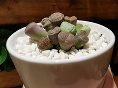 -彼芝奇比萨(红坊店)