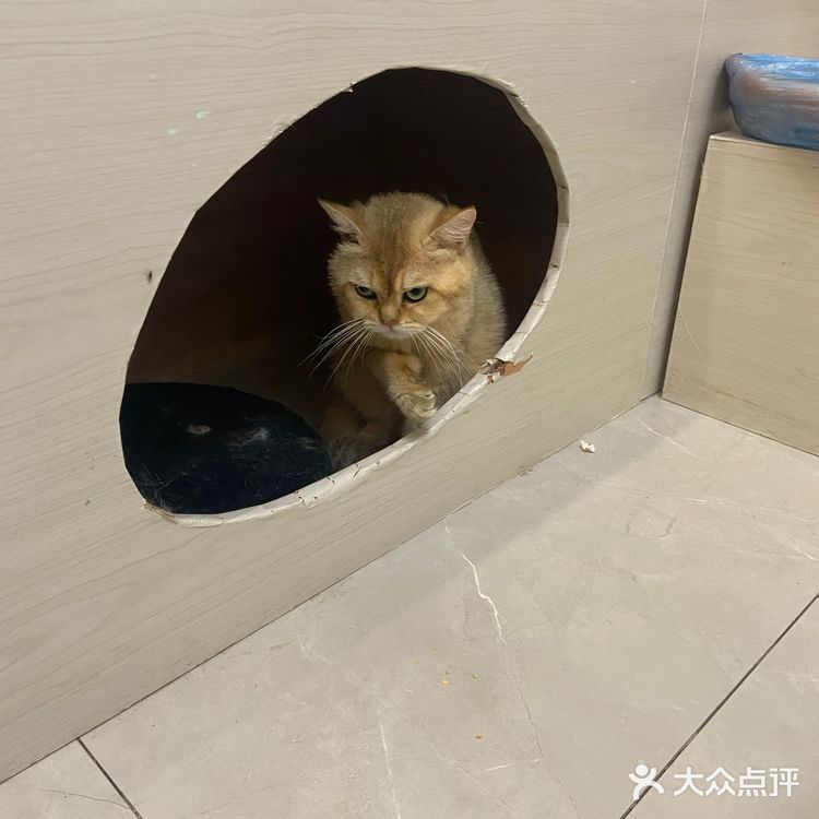 猫咖