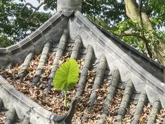 -广州市石门国家森林公园