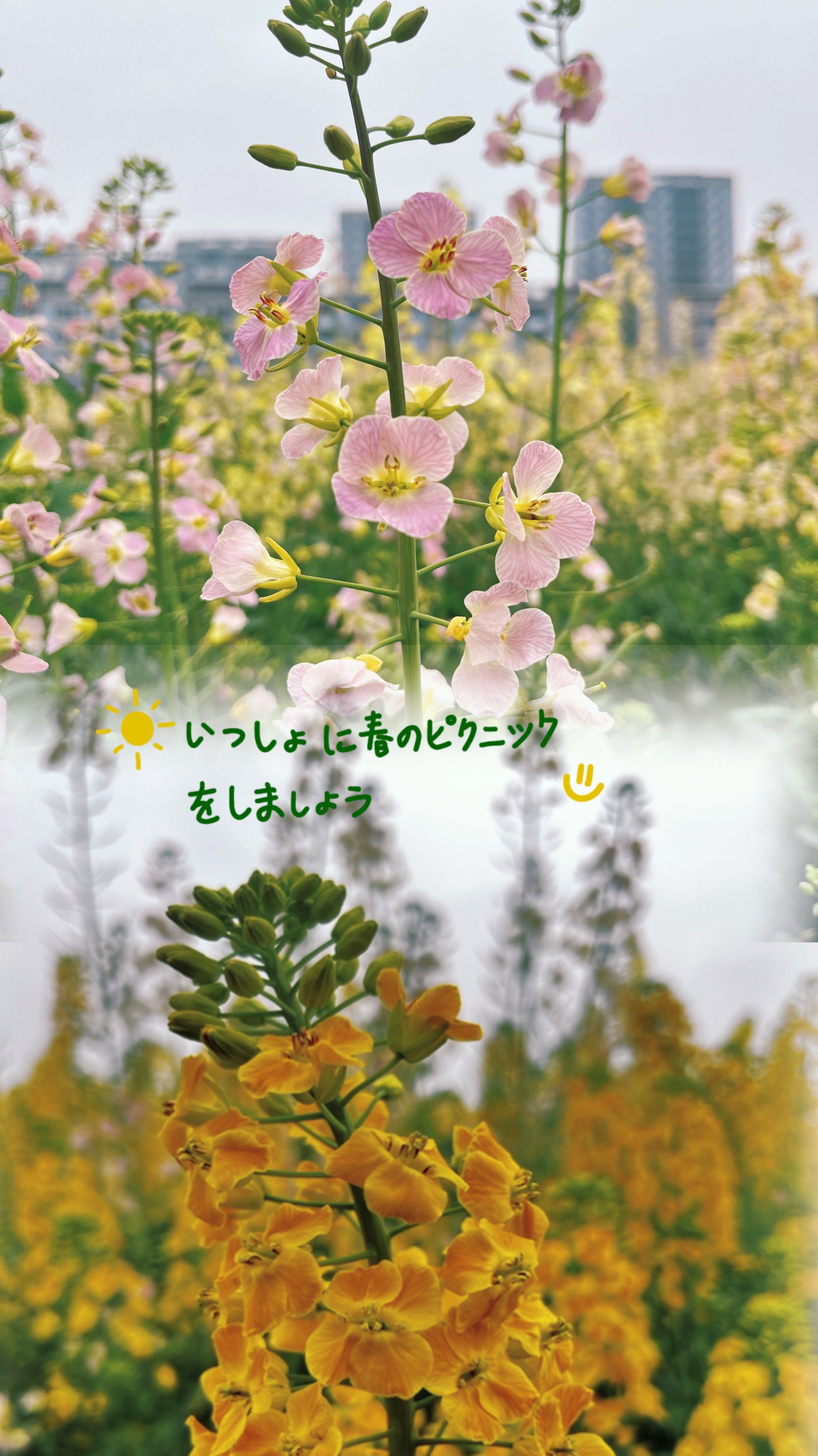 北门彩色油菜花指南