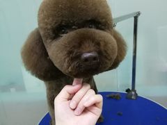 -创凡宠物医院·骨专科  猫科中心(西乡分院)