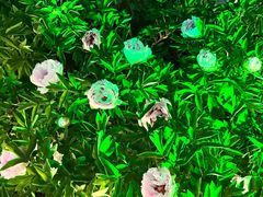 -洛阳市隋唐城遗址植物园