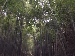 -天花井景区