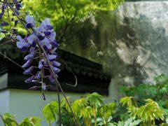 -上海醉白池公园