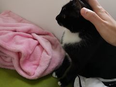 -伟伟宠物医院·瑞派猫友好医院·猫科(光谷店)