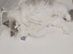 -喵的天空名猫咖啡馆·撸猫·猫舍·用品