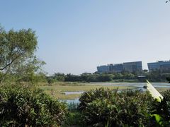 -华侨城湿地公园