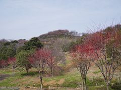 -新建村梅花