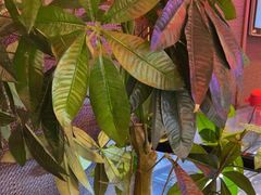-天和晟新京菜.水煮鱼.湘土菜(国展店)