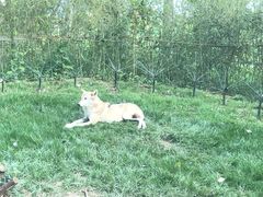 -北京野生动物园