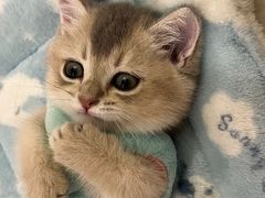 -袖虎·猫馆(体育西路店)