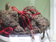 -广东中医药博物馆
