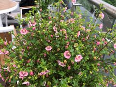 -艾溪湖湿地公园