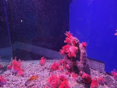 -蓬莱欧乐堡海洋极地世界