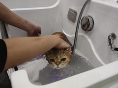 -BABIT巴比特宠物(MOMOPARK店)