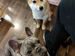 -柯斗斗主题餐厅·狗咖·围炉煮茶·茶饮(国瑞升平里店)