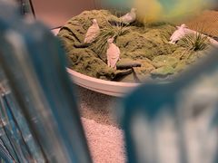 -琬苑鸽庄·川粤融合菜(解放碑总店)