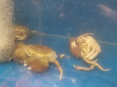 -苏格里岛自助海鲜烤肉(青秀万达店)