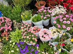 -龙大花卉苗木市场