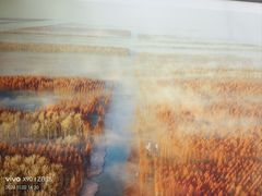 -黄海国家森林公园