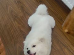 -瑞鹏宠物医院犬猫全科(真大分院)