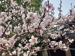 -金鸡湖桃花岛