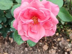 -亚龙湾国际玫瑰谷