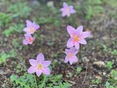 -崇圣寺三塔文化旅游区