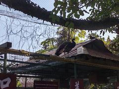 -瑞丽独树成林风景区