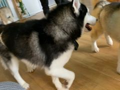 -Husky Go! 哈士奇体验馆·宠物咖啡厅狗咖