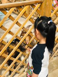 -萌宠亲子动物乐园(槐房万达店)