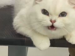 -爱洗澡的猫(天河路店)