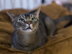-柴迷FANS CLUB·柴犬狗咖·猫咖