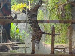 -清迈夜间动物园