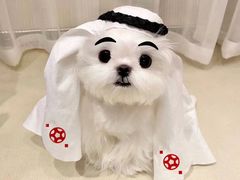 -萌宠之家·腊肠犬·马尔泰·小体犬舍