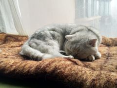 -猫猫幼稚园·撸猫·桌游·电玩