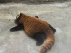 -柳州市动物园