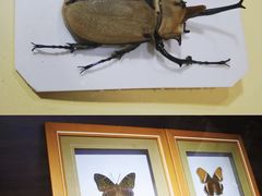 -上海昆虫博物馆