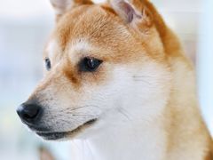 -怪兽屋·羊驼·猫咖·狗咖(俊华广场店)