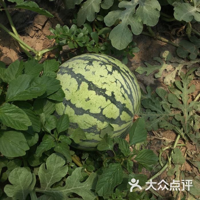 胡巴西瓜西红柿采摘图片 - 第3张