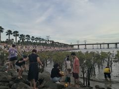 -宝安西湾红树林湿地公园