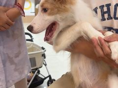 -翊宠yipet猫狗购宠庄园犬舍•猫舍