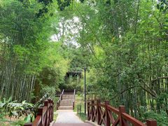 -深圳仙湖植物园